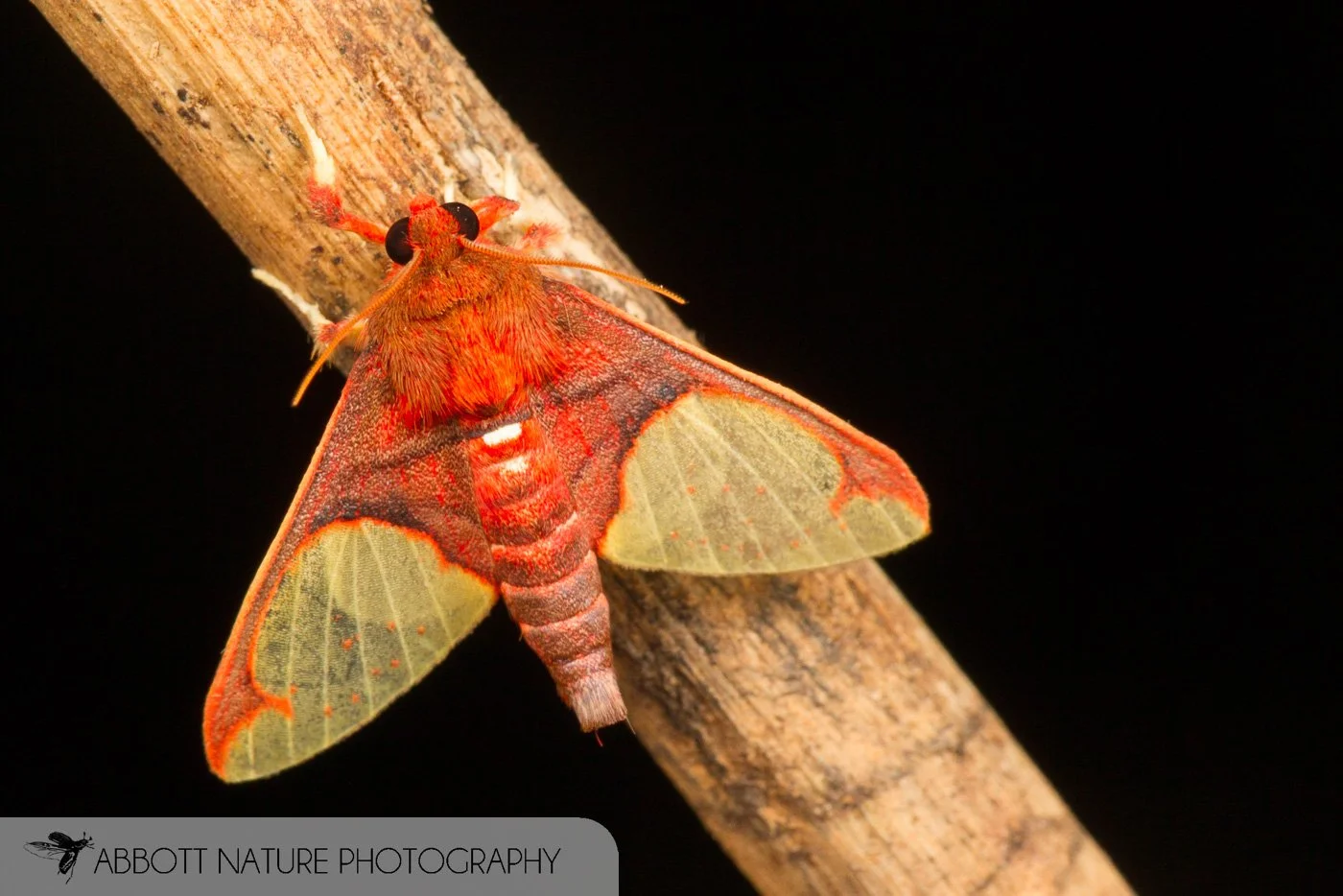 Moth 20160802_2473.jpg