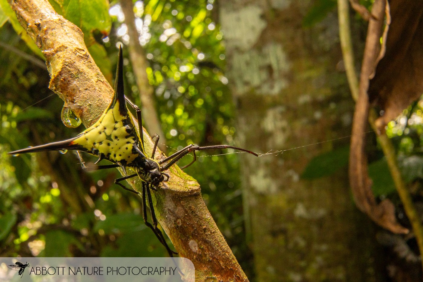 Amazon Thorn Spider (Micrathena schreibersi) 20220608_2134.jpg