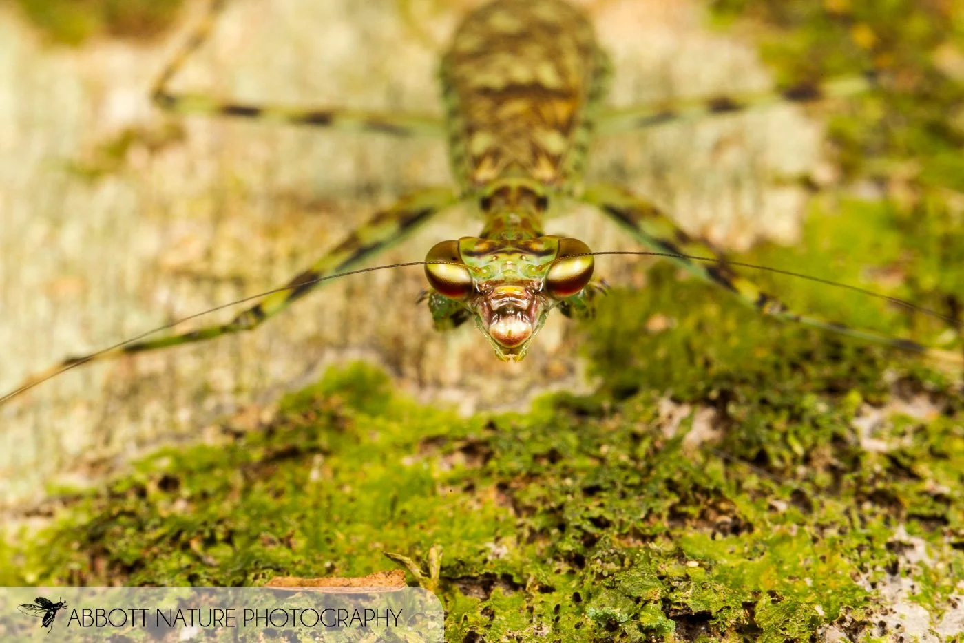 Bark Mantis (Liturgusa sp.) 20160731_1969.jpg