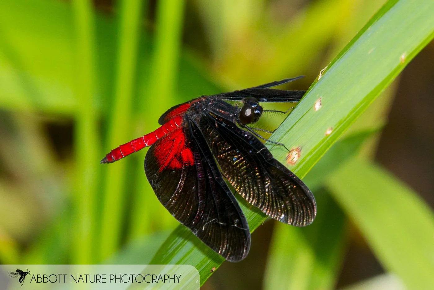 Diastatops intensa 20151126_7832.jpg