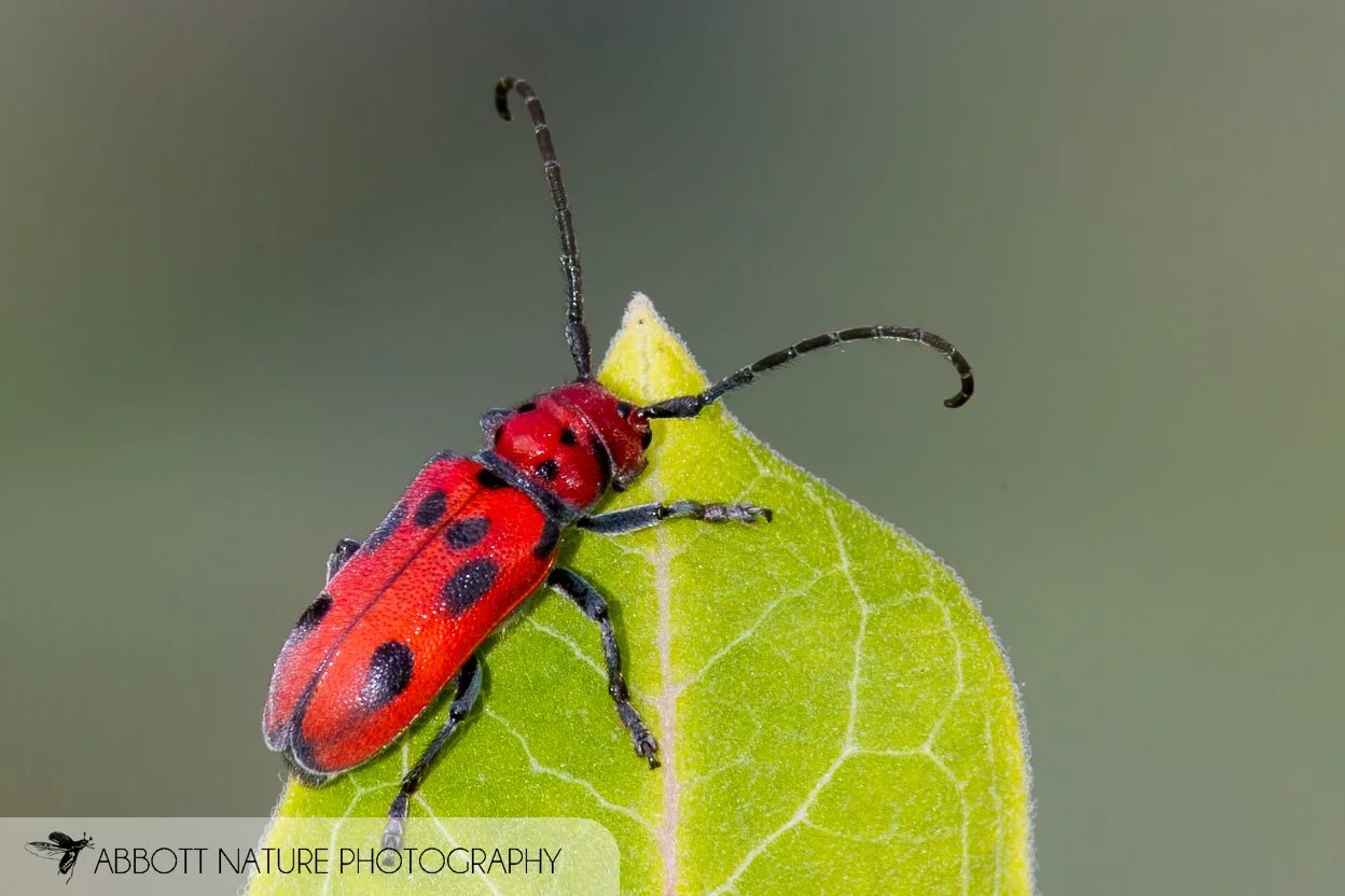 Red Milkweed Beetle 20150629_0719.jpg