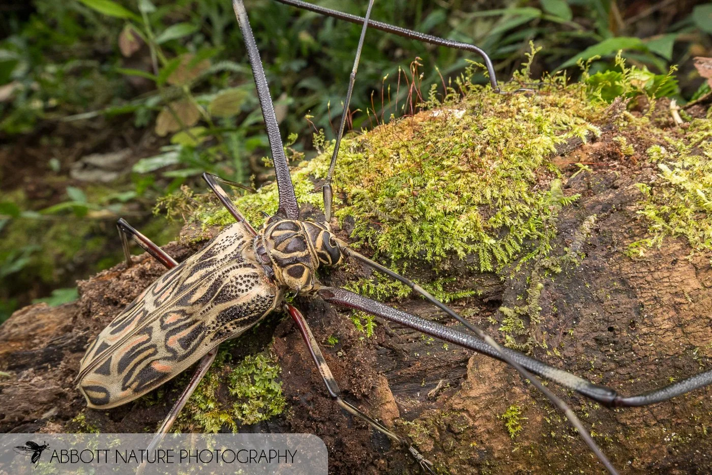 harlequin beetle (Acrocinus longimanus) 20190820_4197.jpg