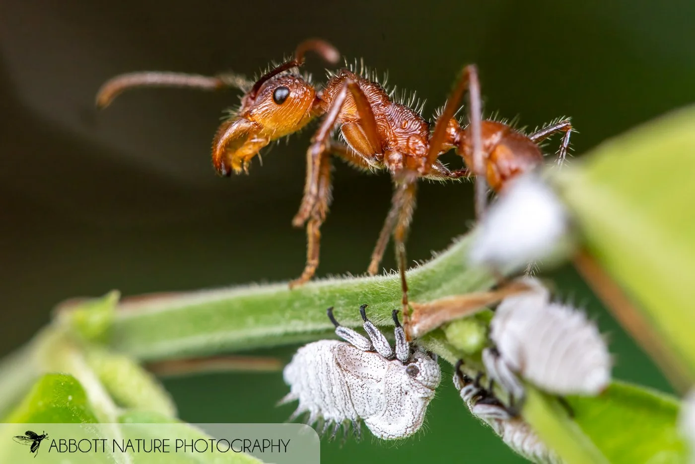 Ectatomma tuberculatum 20220607_8944.jpg
