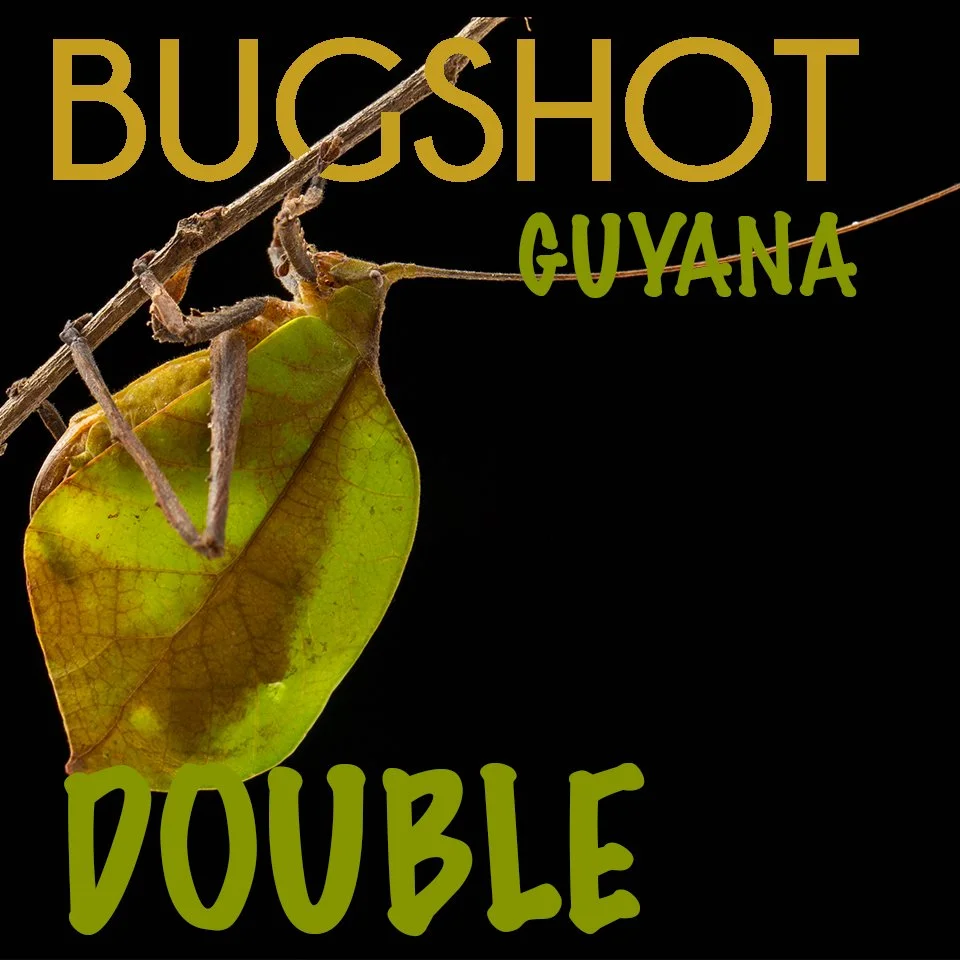 BugShot Guyana- Double Occupancy