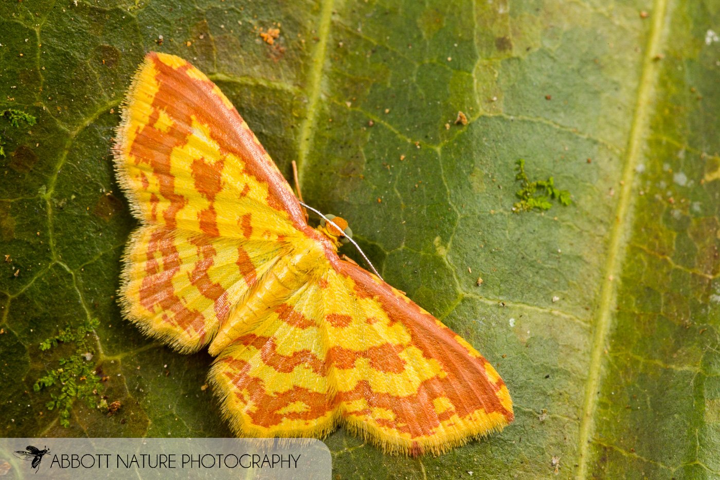 Moth 20160802_2454.jpg