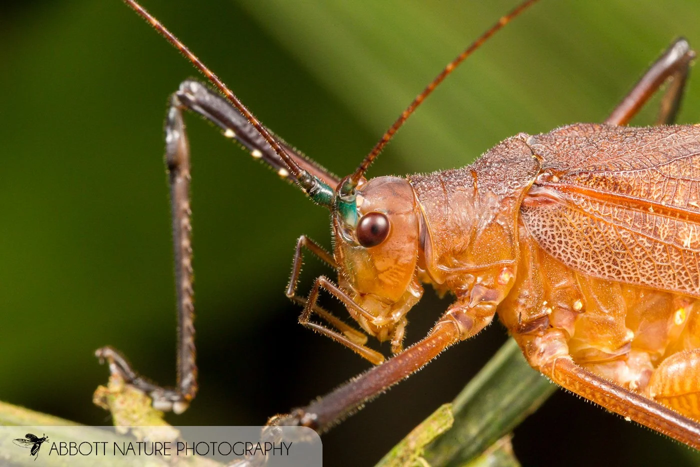 Katydid (Cocconotini, cf. Schedocentrus) 20151125_7577.jpg