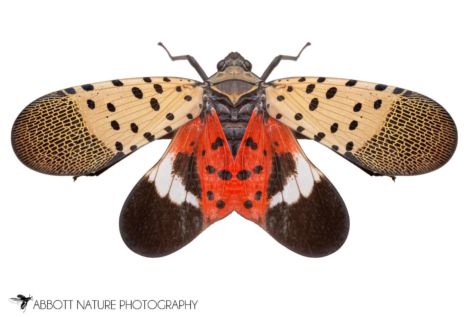 spotted lanternfly (Lycorma delicatula) 20230722_5189.jpg