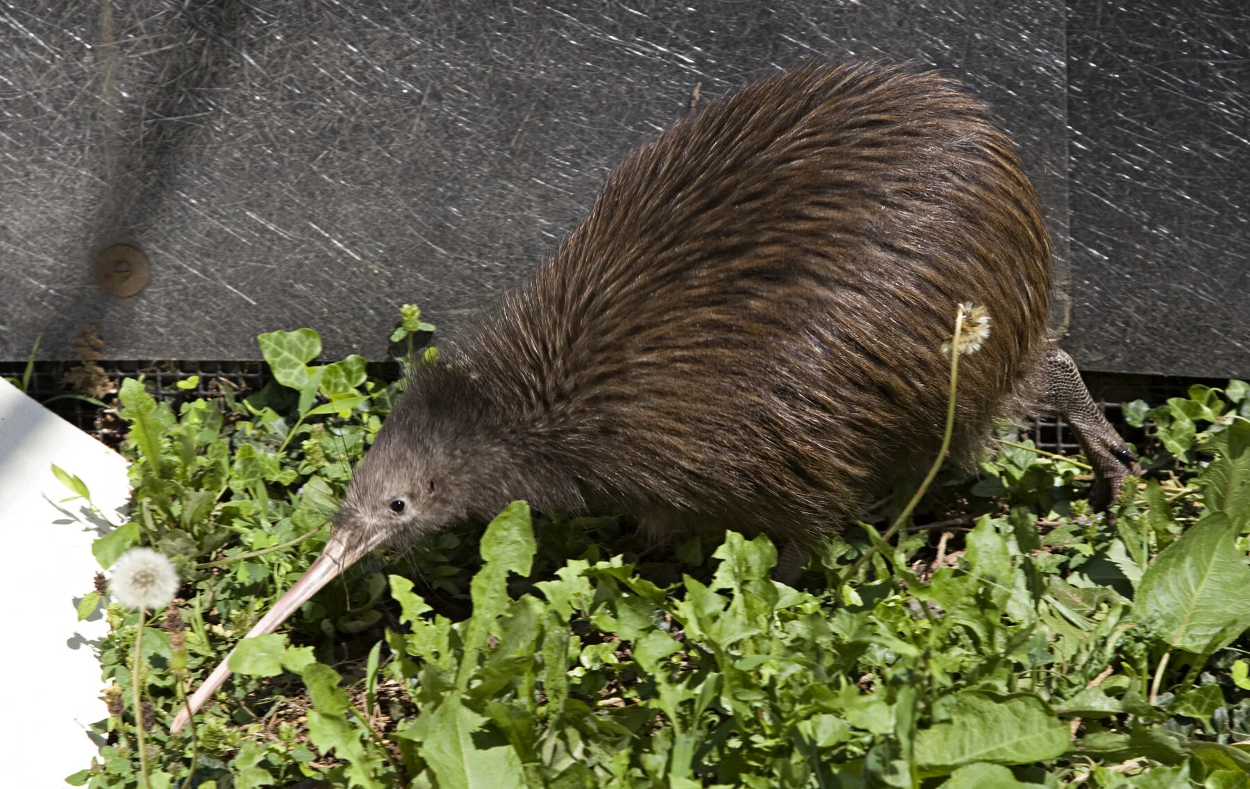 kiwi-main1.jpg