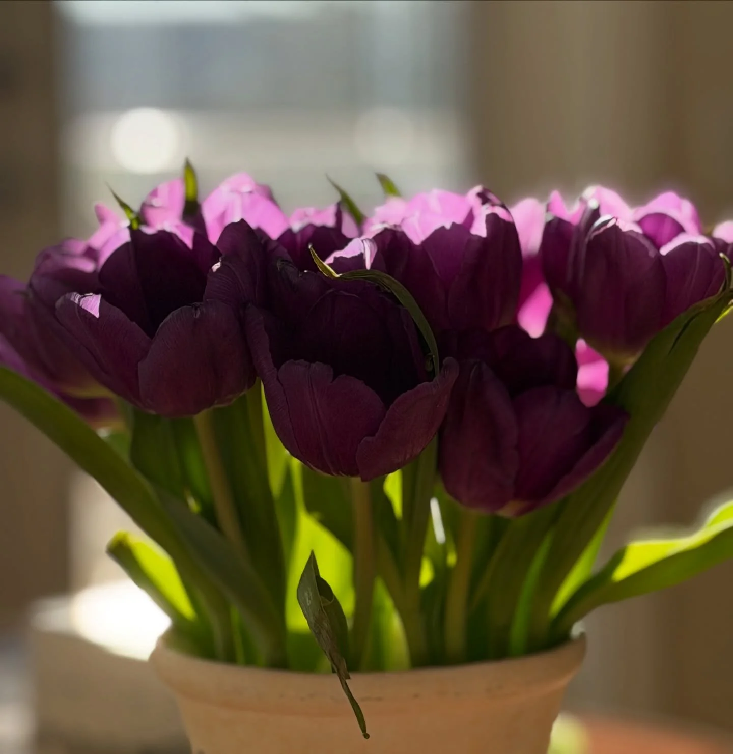 When the sun hits the tulips just right

A great moment at the end of a super busy day

#tulips #sunshine #hope