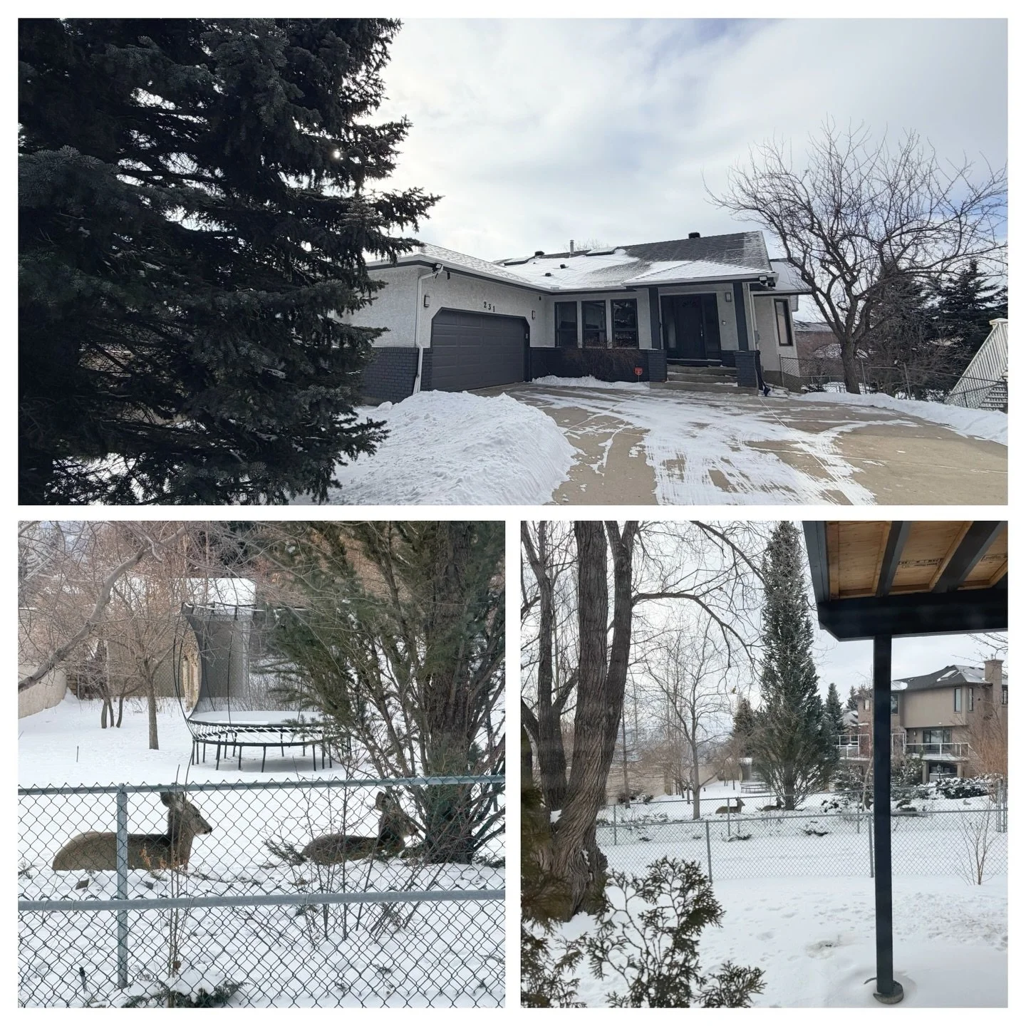 Great morning to prepare this spacious bungalow for sale in Scenic Acres.

Faulted ceilings, lots of bedrooms, walk out basement. View of COP and of course these cute deer this morning

Located on a quiet cul-de-sac. A perfect spot

I created a custo