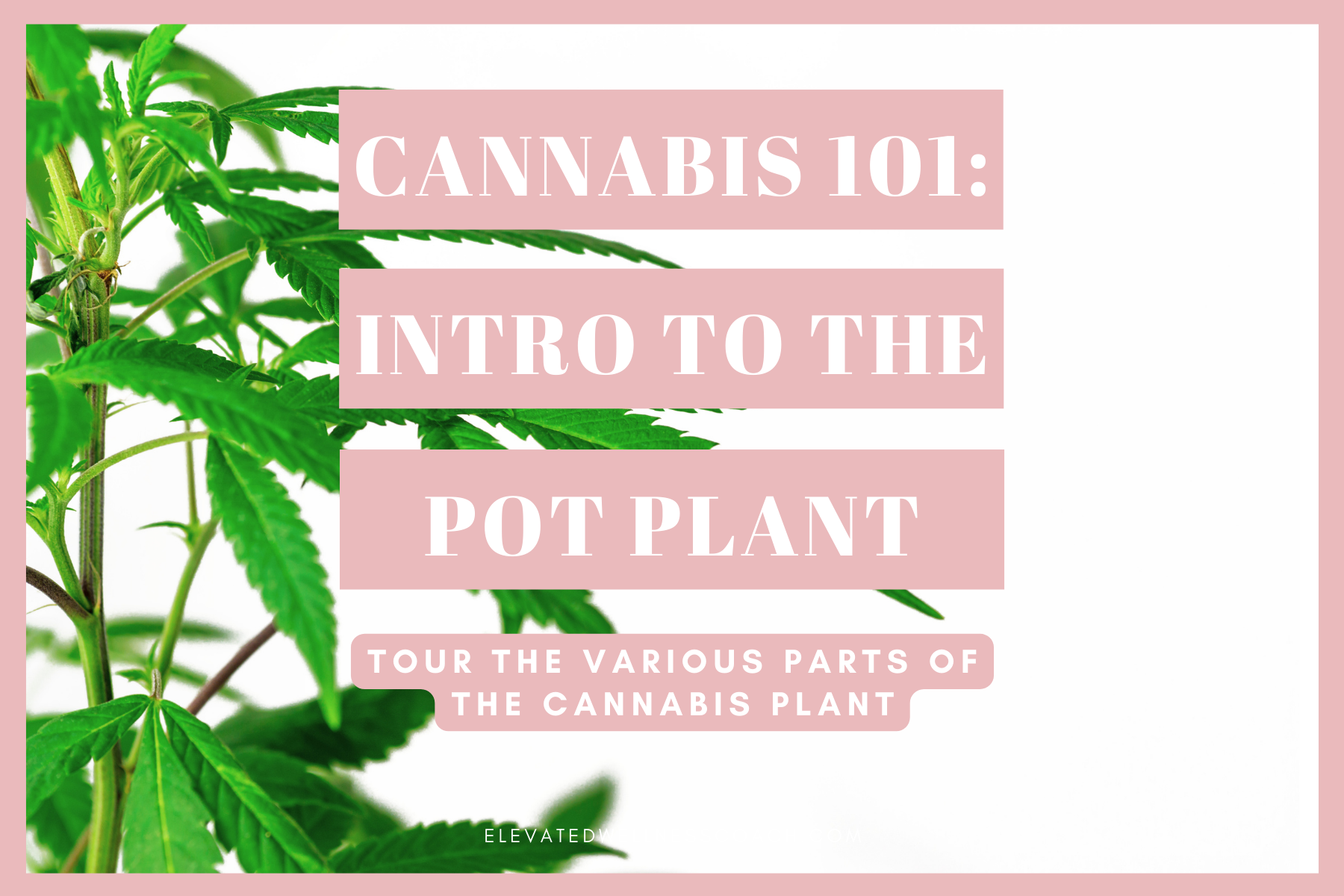 Cannabis 101: An Intro to the Pot Plant
