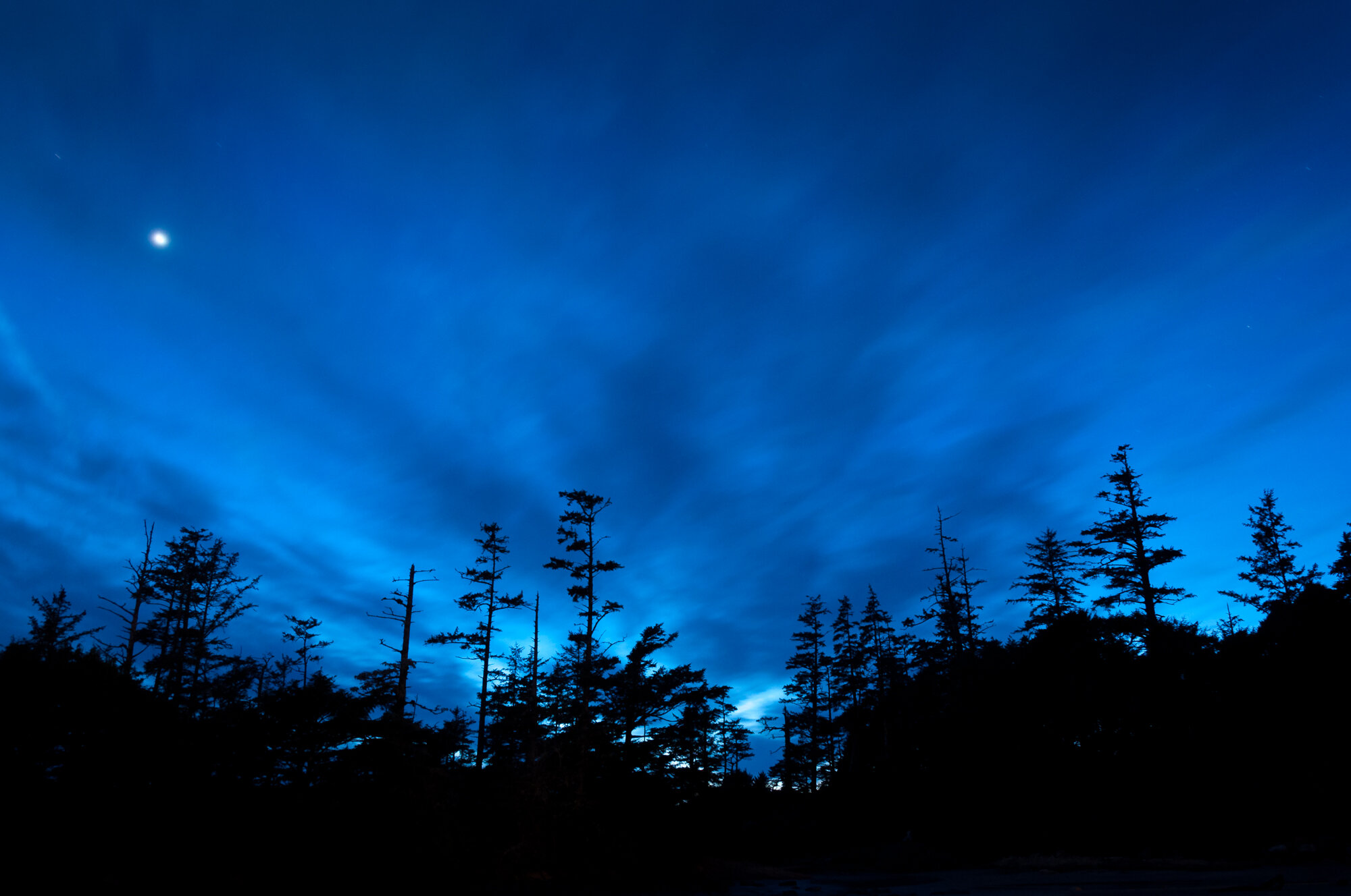 Tofino Treeline