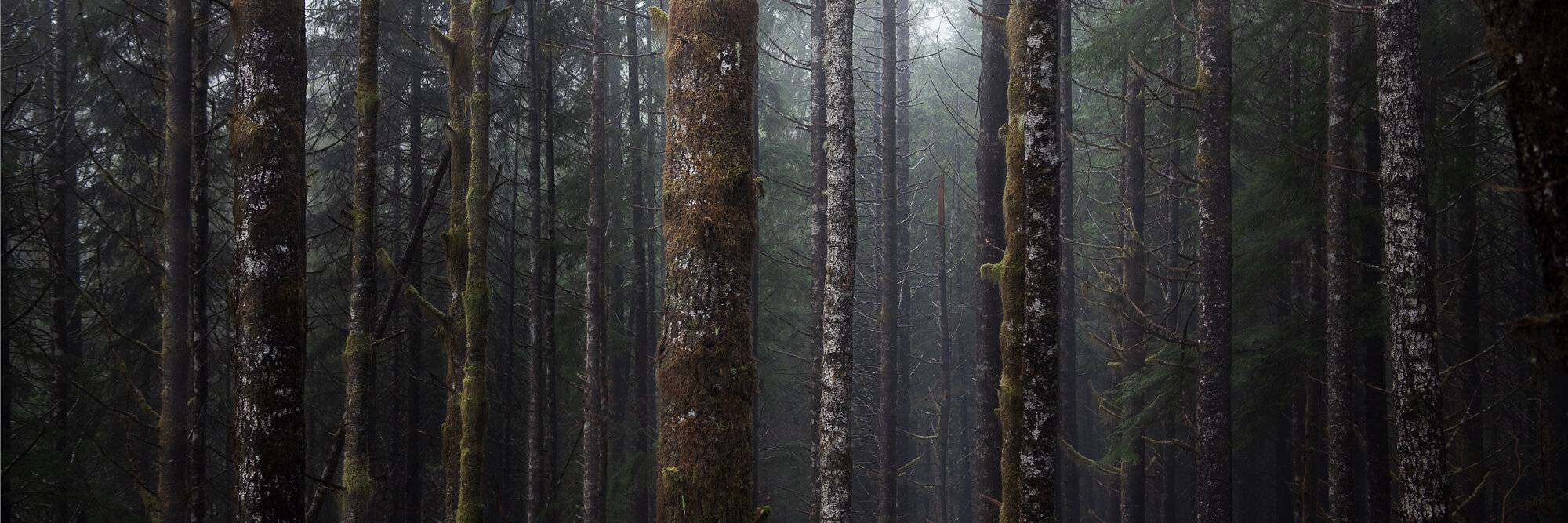Juan de Fuca Mist