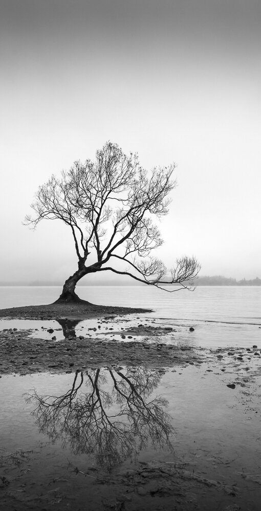 That Tree