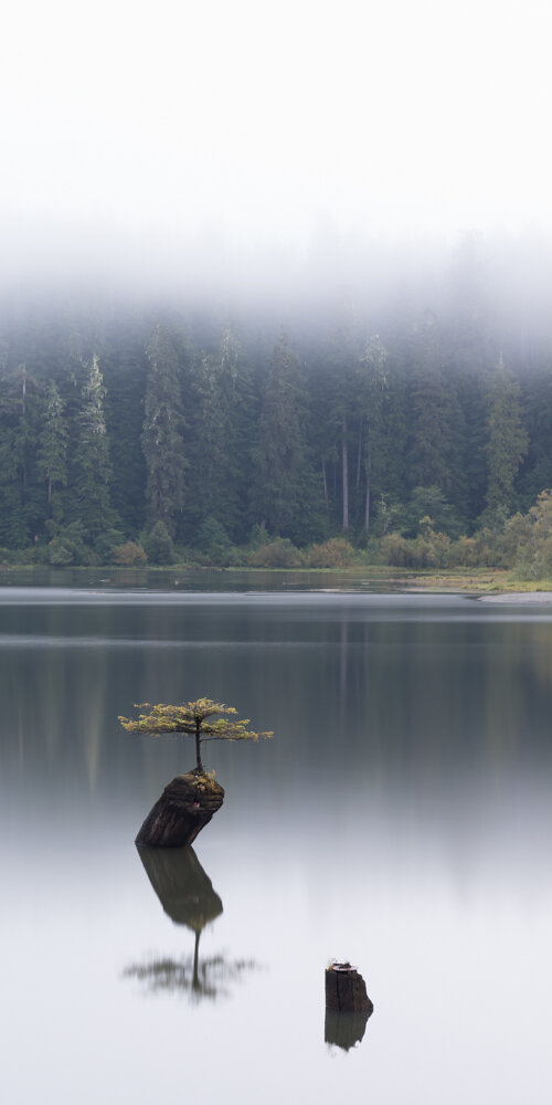Fairy Tree II