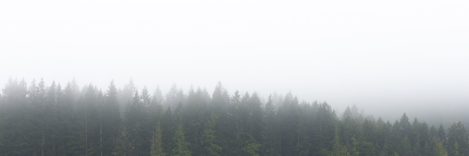 Westwood Mist