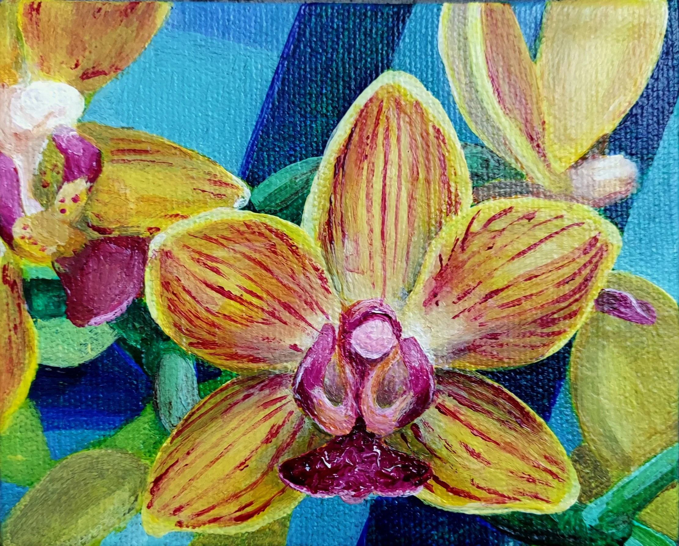 Orchidaceae Menorrhea