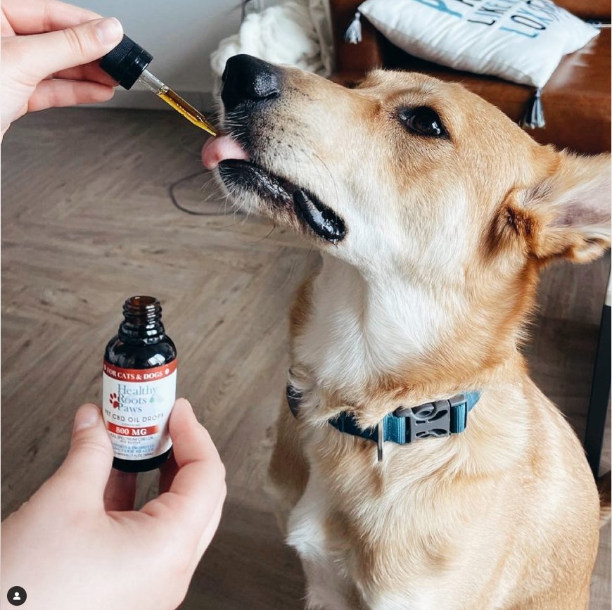 dogs_03.jpg