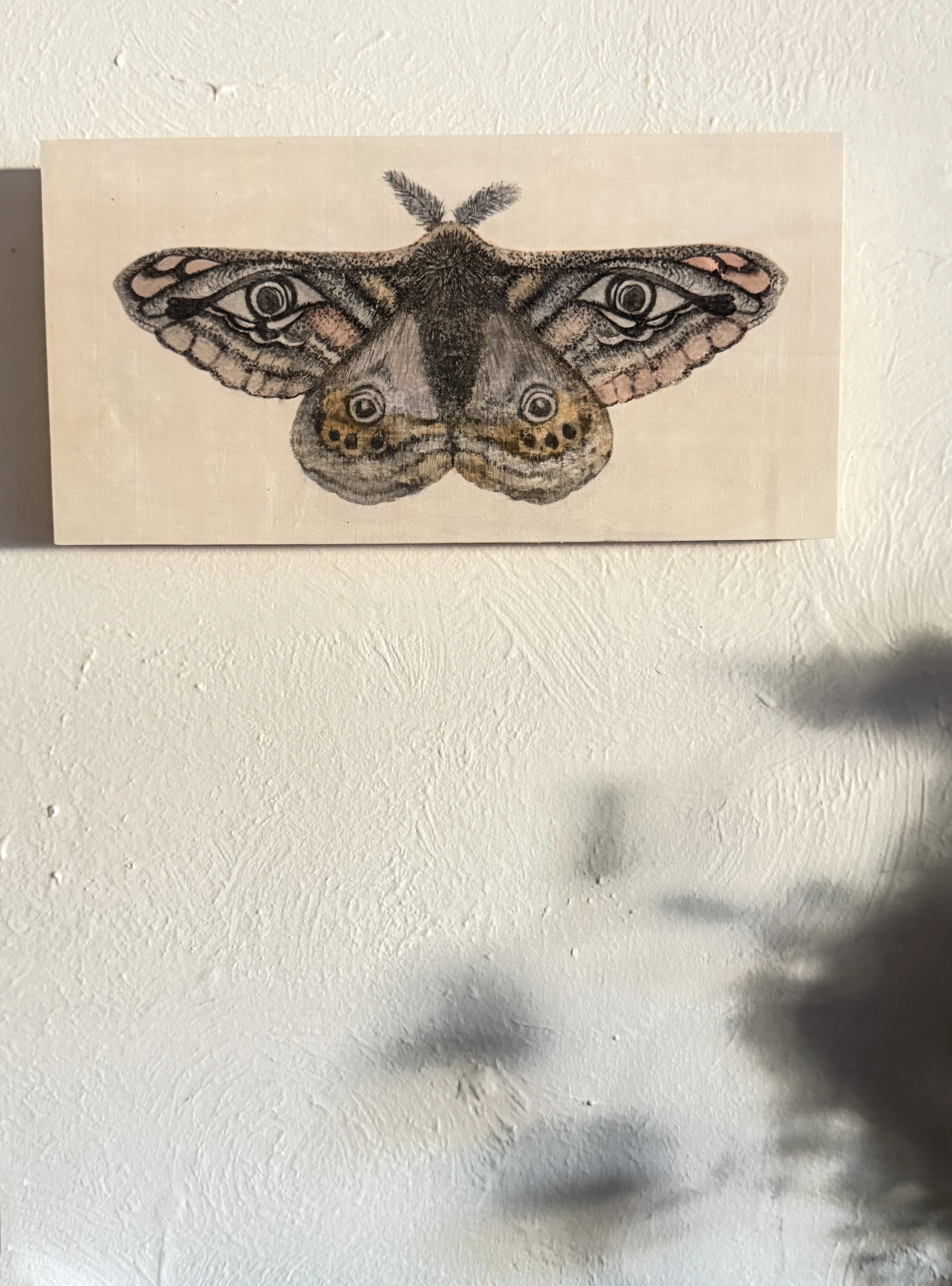 The Watchful Moth - Mixed Media Image Transfer