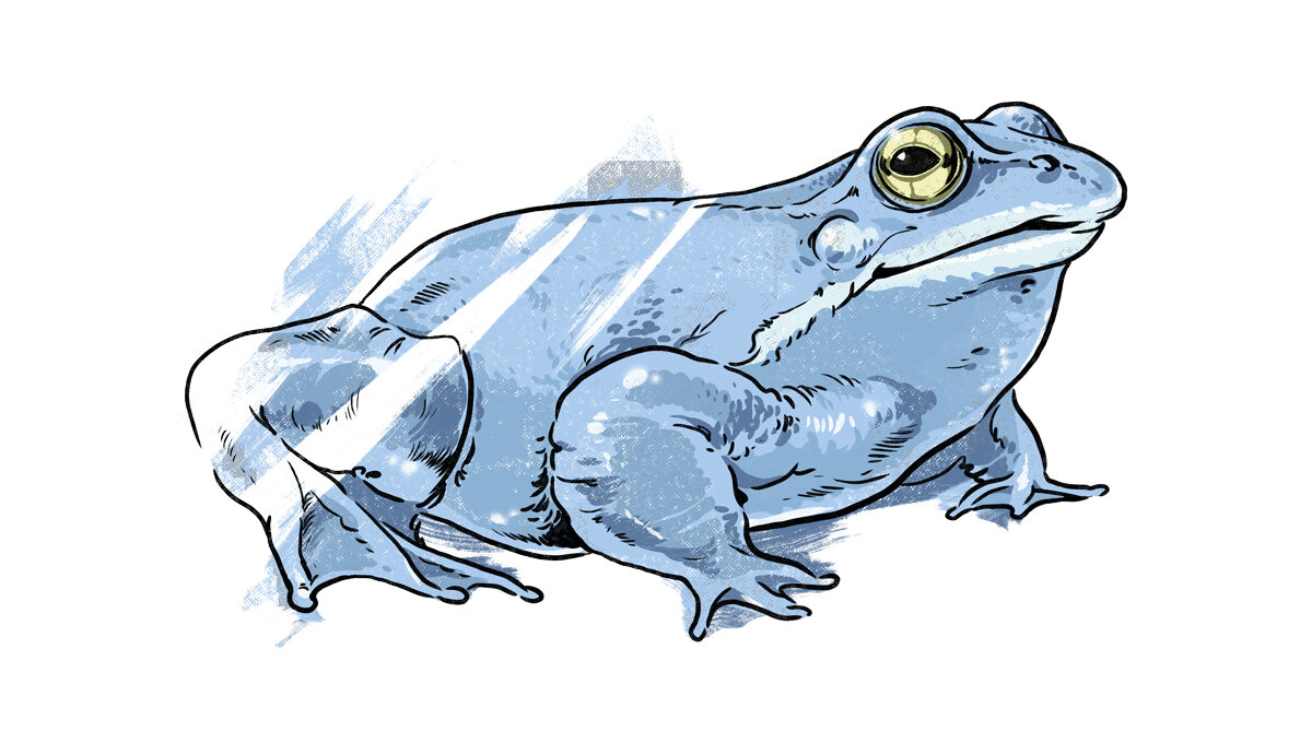 Illustration-Balkan-Moorfrosch.jpg