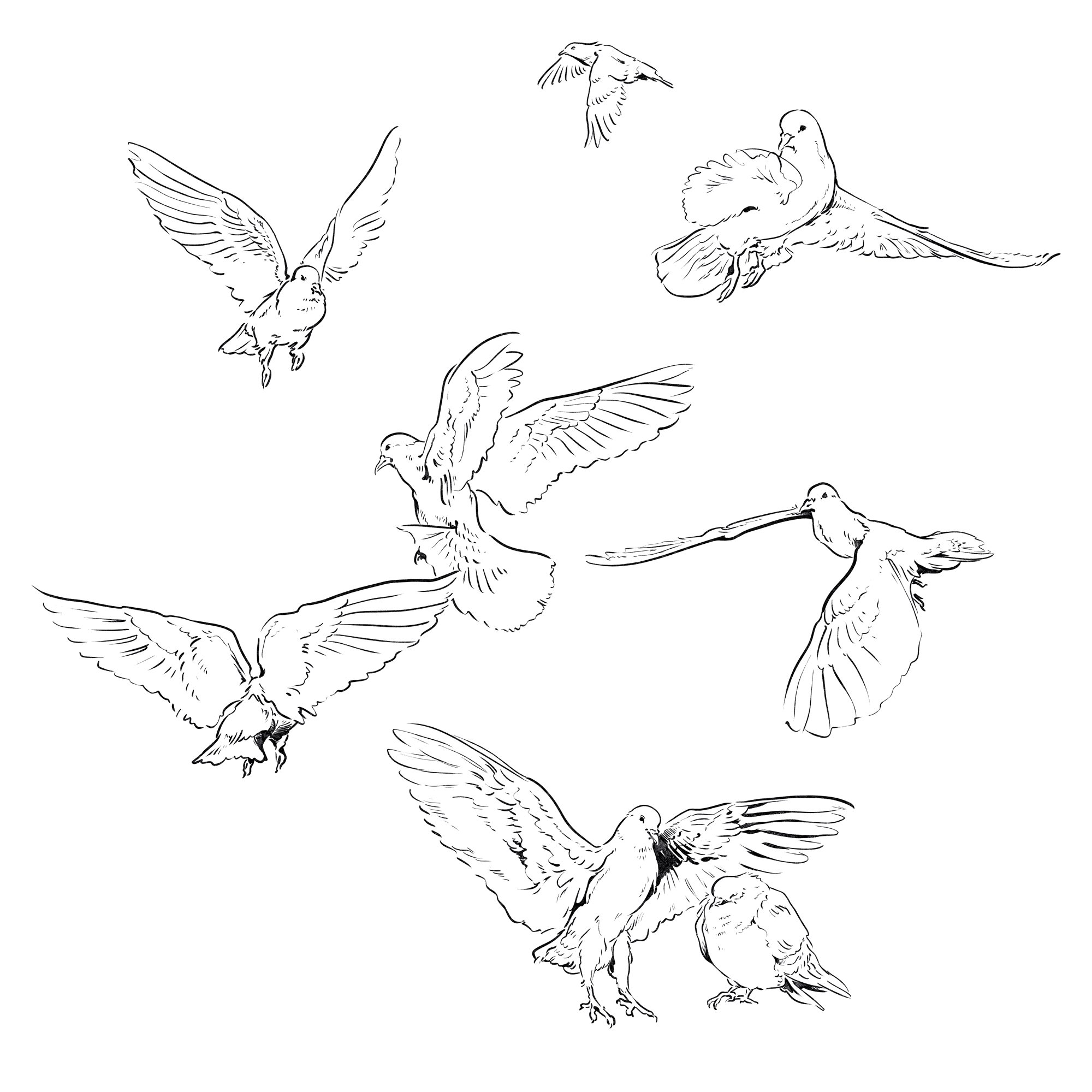 Pigeon-Illustrations.jpg