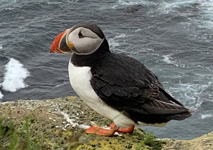 Up close and personal with puffins! — Iceland Life