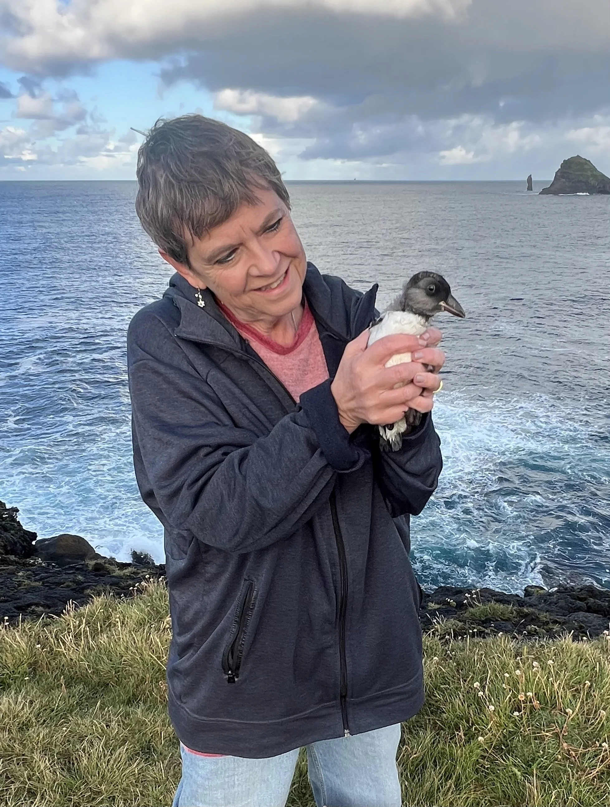 The day I joined Vestmannaeyjar´s Puffling Patrol
