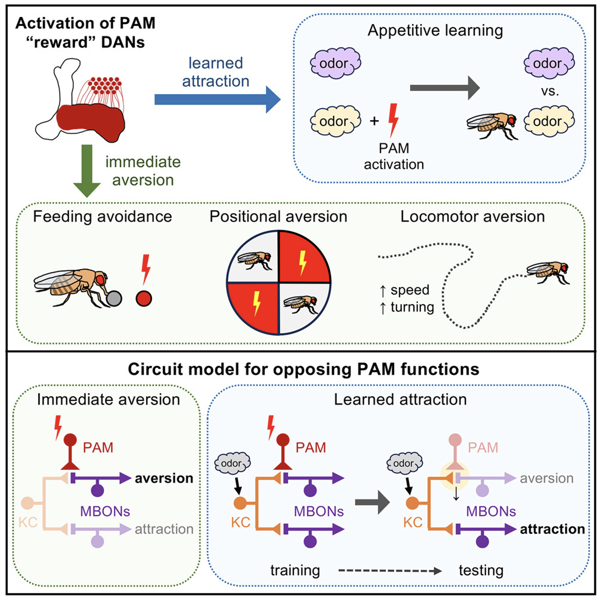 Dopamine neuron paper is published! — Devineni Lab - The Role Of Dopamine In Language Processing