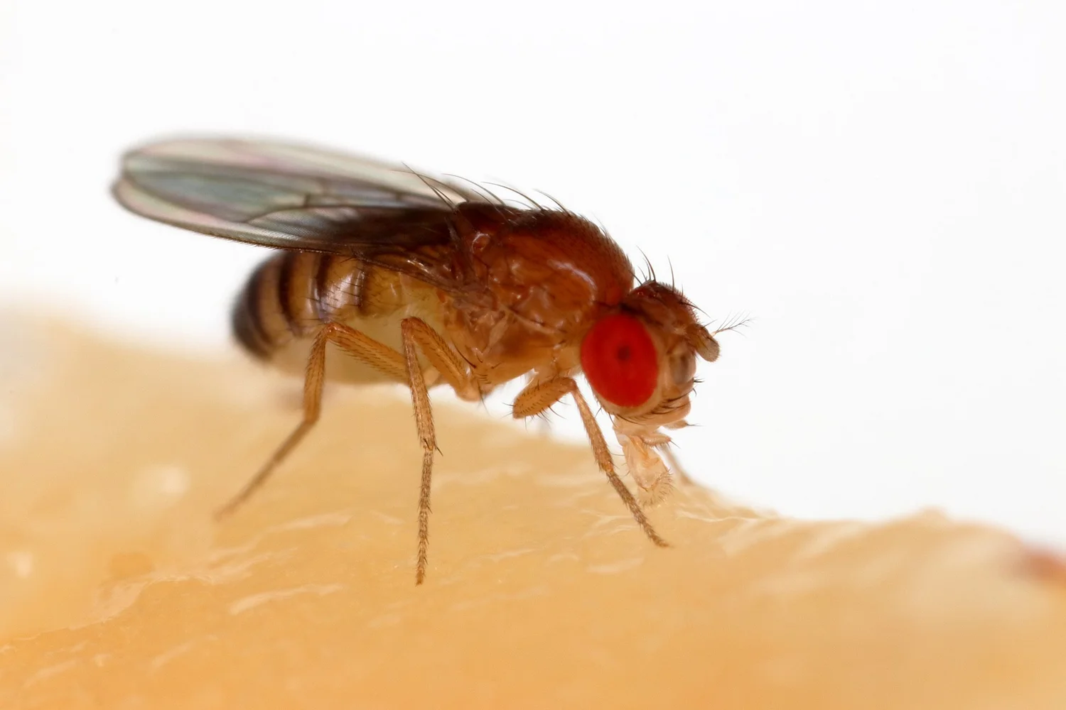 Digested Fly Devineni Lab
