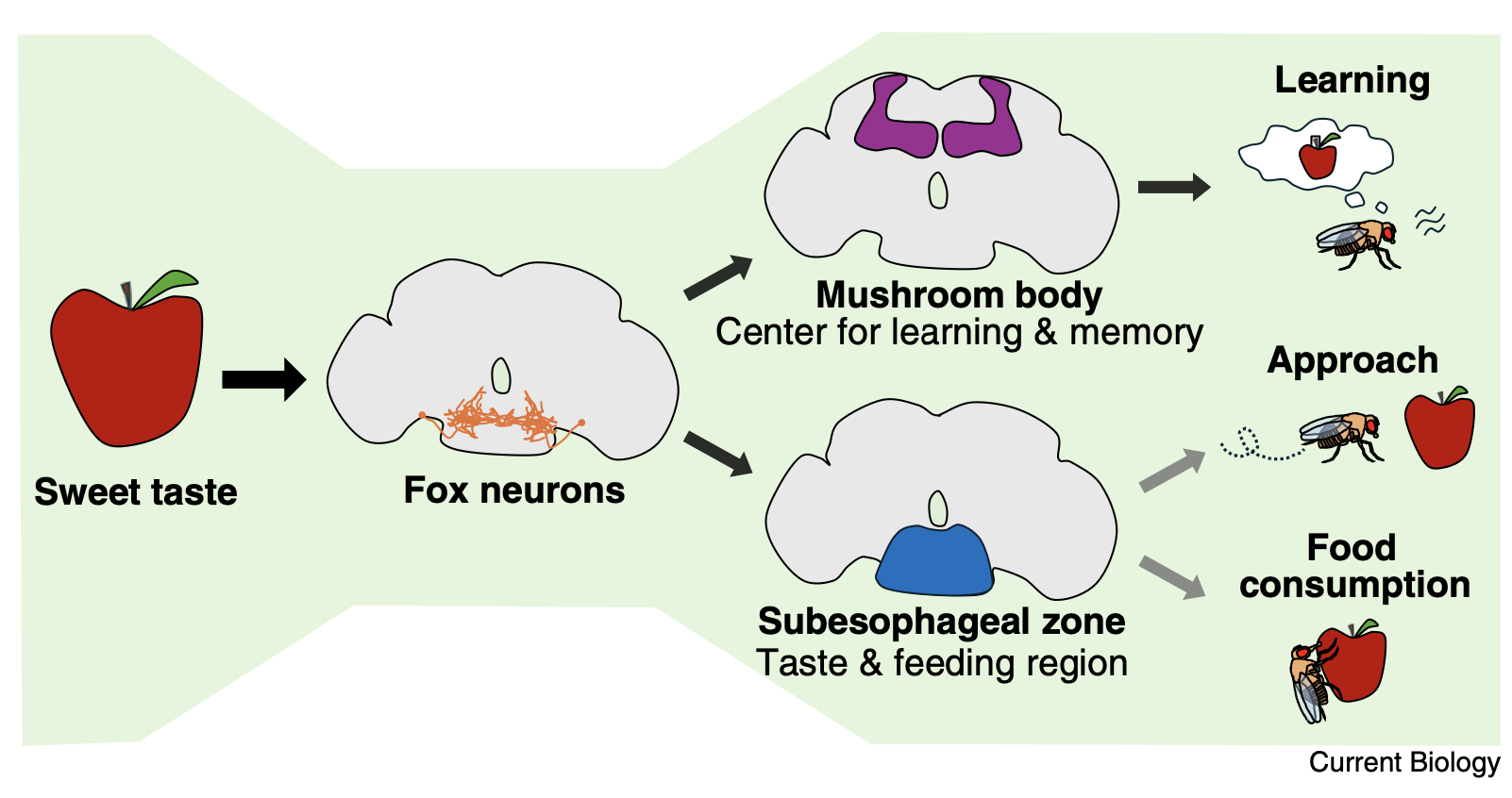 Current Biology Dispatch