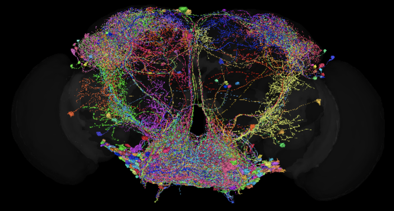 Taste circuits in the fly brain