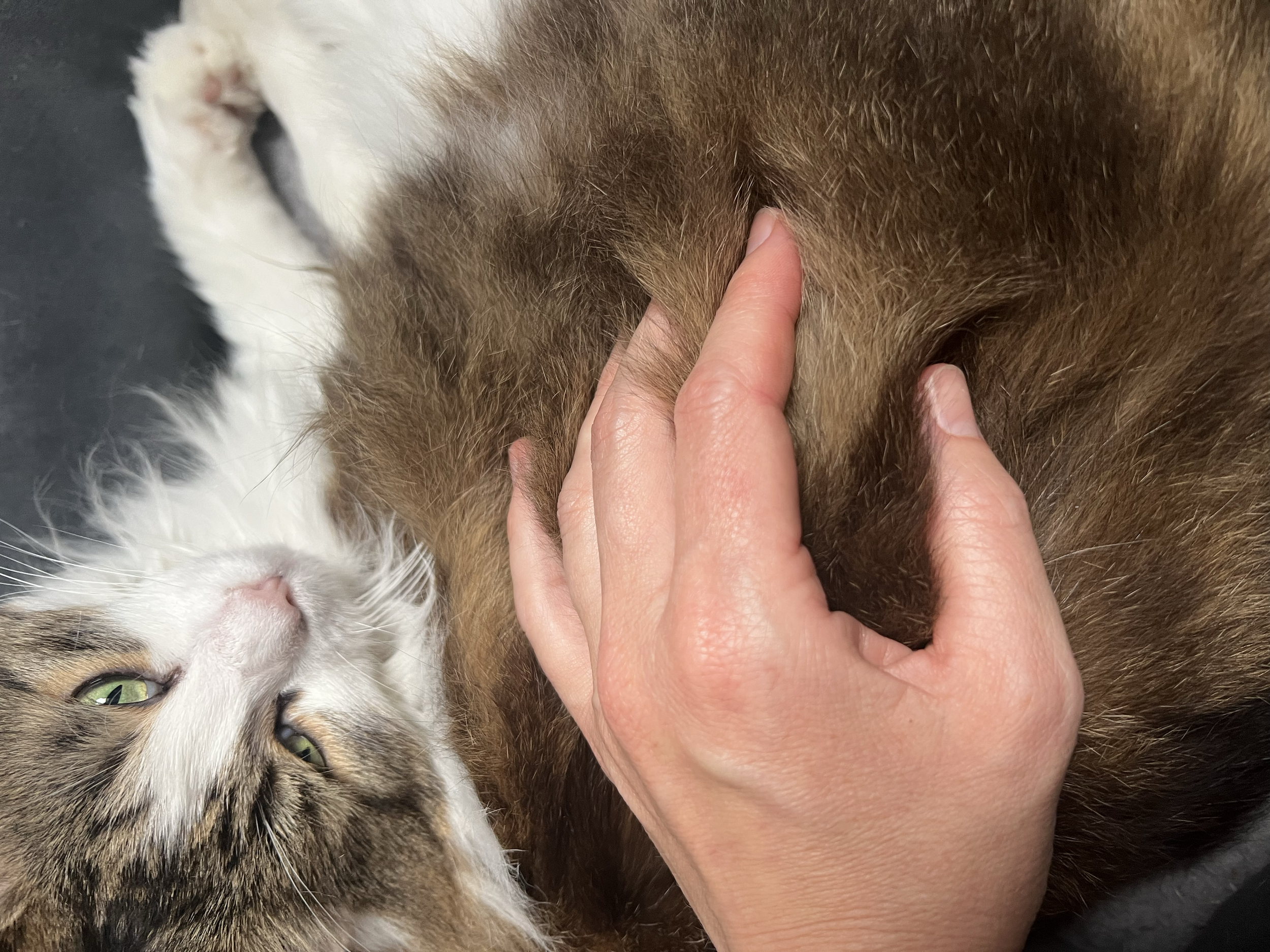 pelage chat