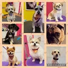 GROOM A DOGGIE 3602 EAST TREMONT AVENUE SUITE C