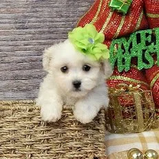 THE PUPPY EXPERIENCE 487 MAIN ROAD AQUEBOGUE