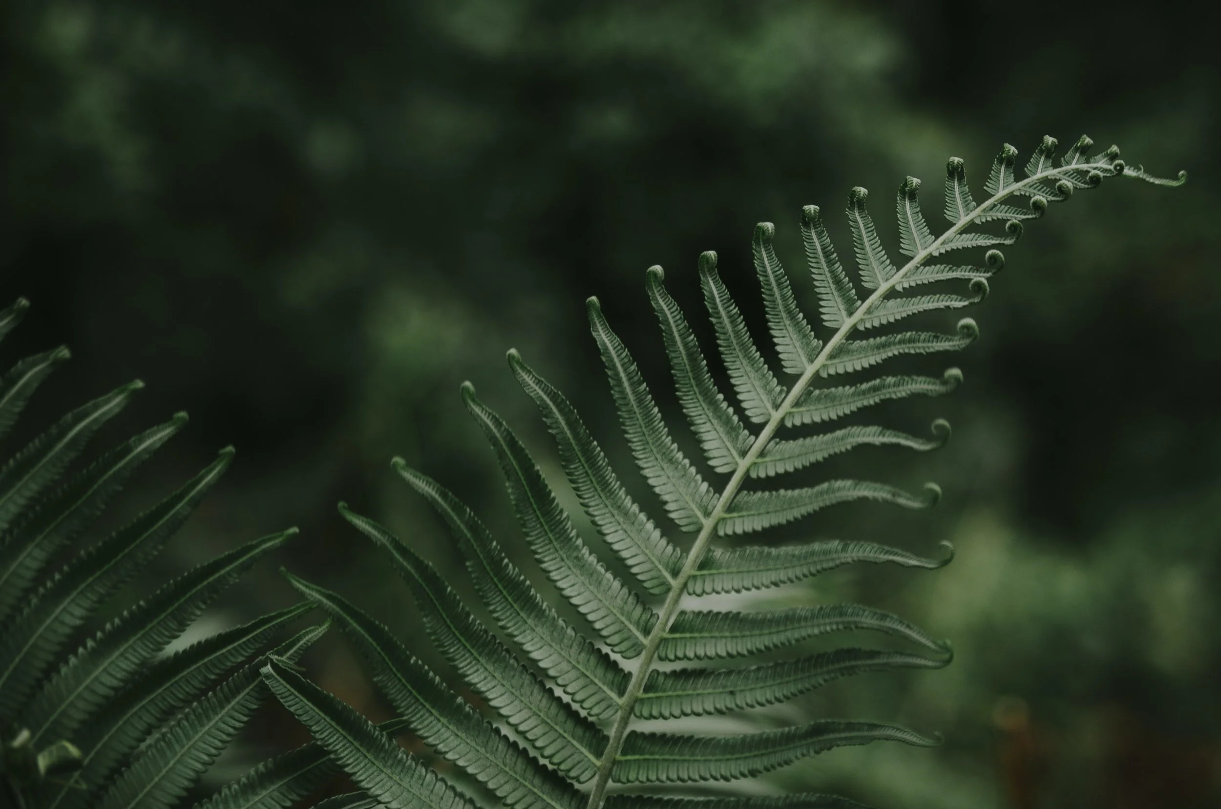 unsplash-image-zMIka4PsDKk.jpg