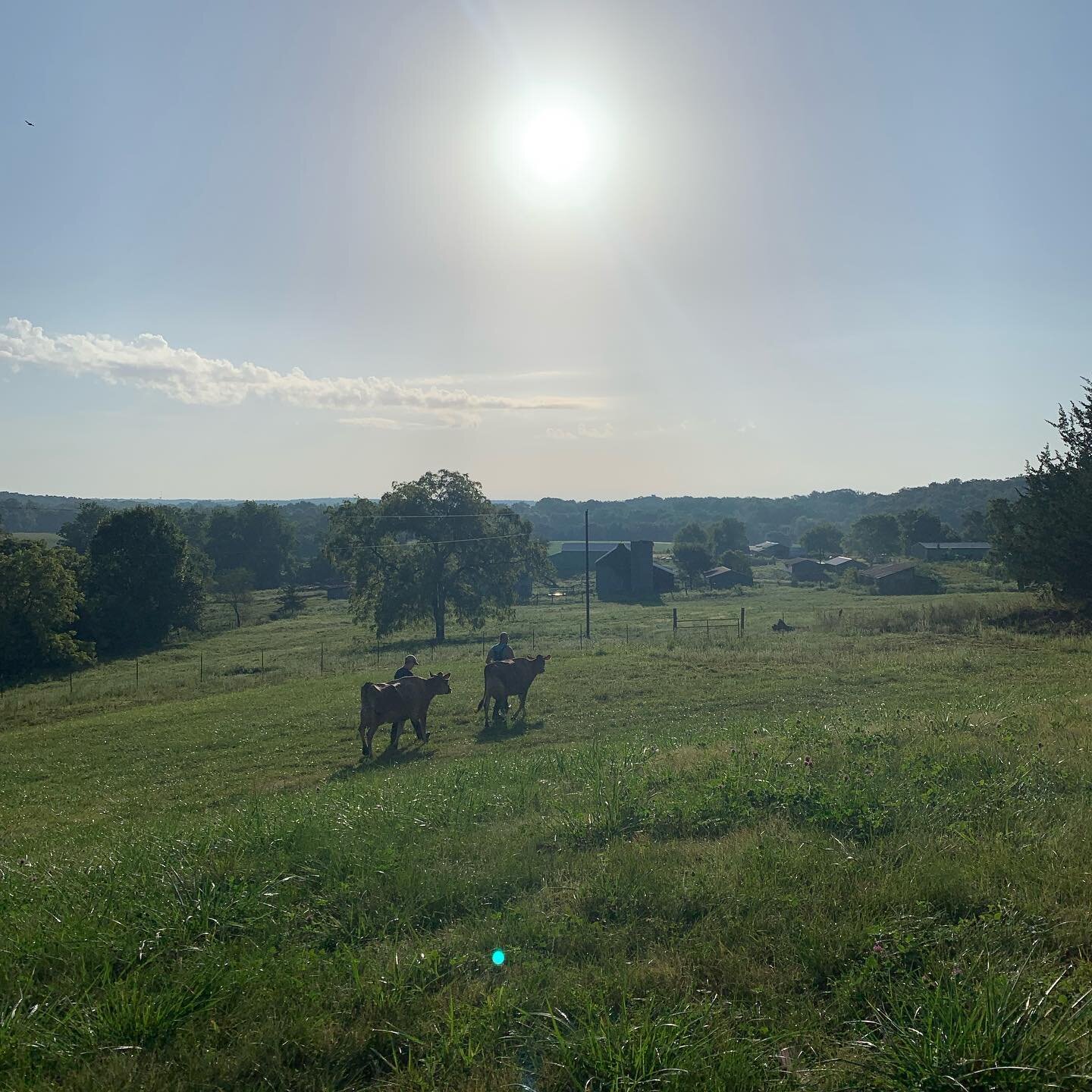 Moved our girls to their new pasture last night. #happyjerseys #milkcow #farmlife