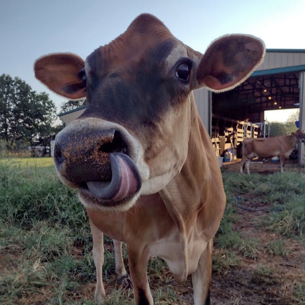 East Lohman Acres is happy to introduce Annabelle and Tessa. They are our beautiful registered Jersey milk cows. #a2, #dairylife