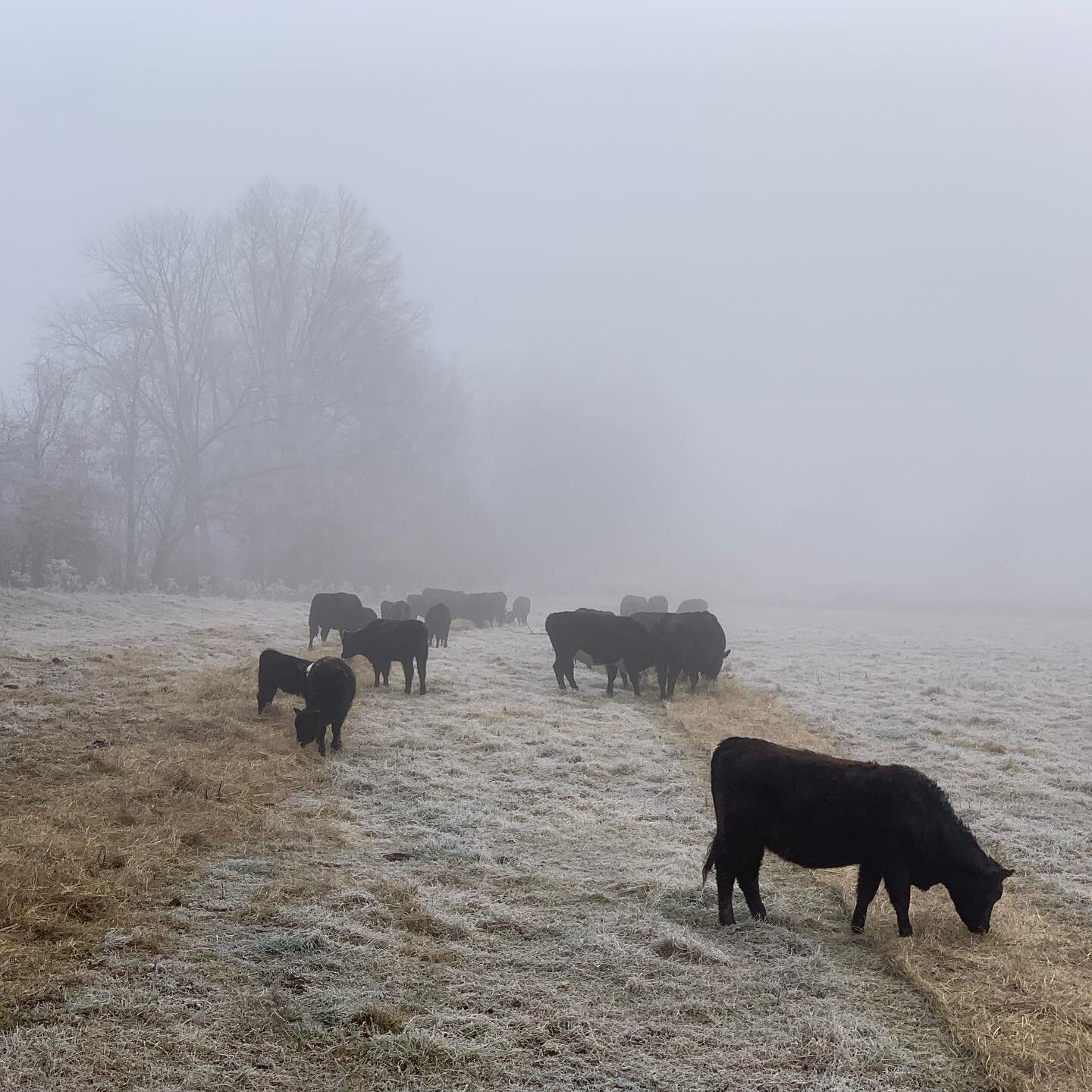 The fog always brings a calmness to the farm. I think our animals feel it too. #nofilterneeded