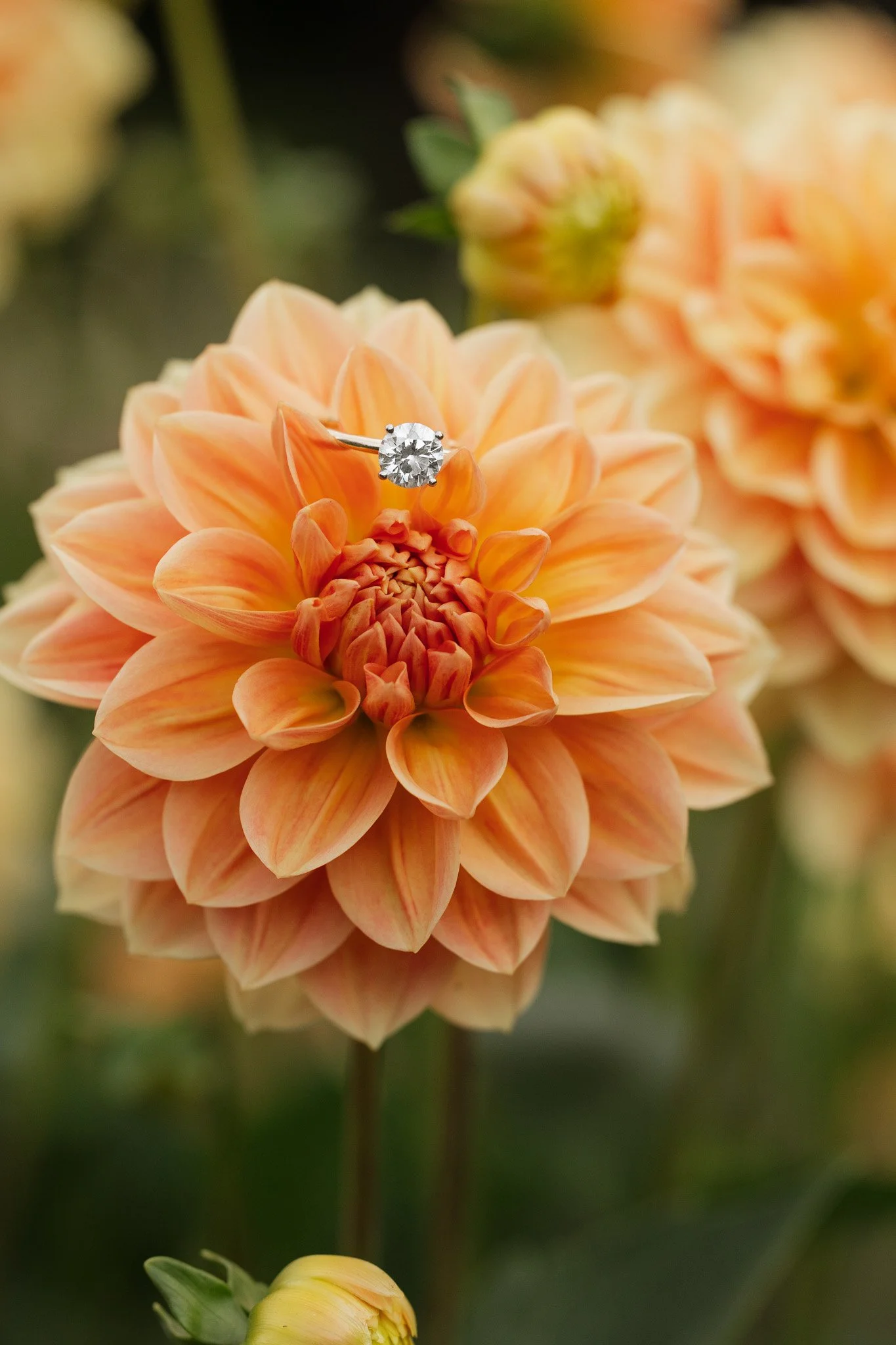 A close-up of a peach-colored dahlia flower with a diamond ring placed on one of its petals.
