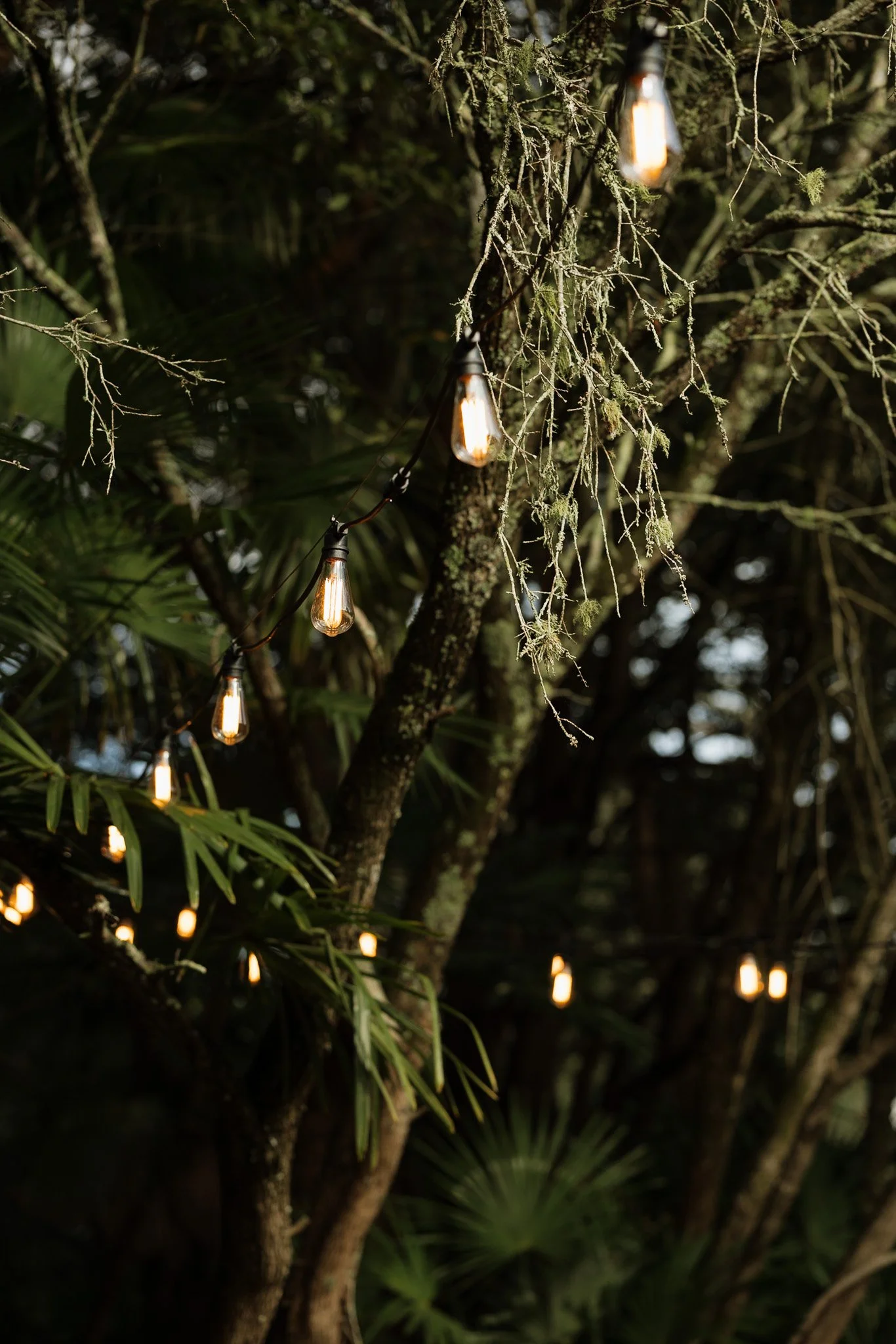 String lights hanging in a leafy outdoor setting at night.