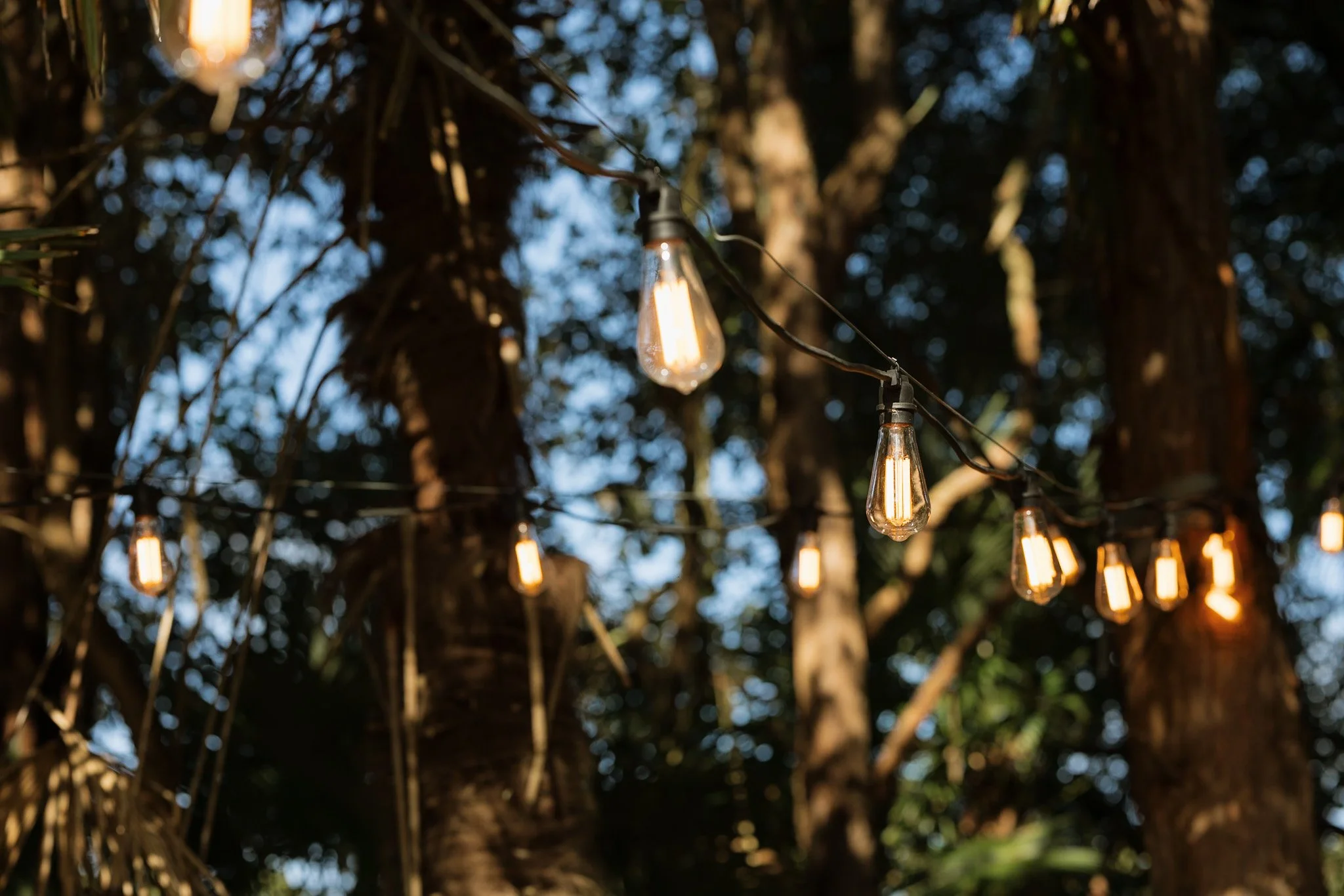 String lights hanging among trees during dusk or evening.