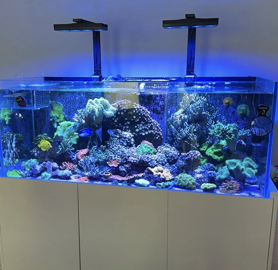 Reef Tank