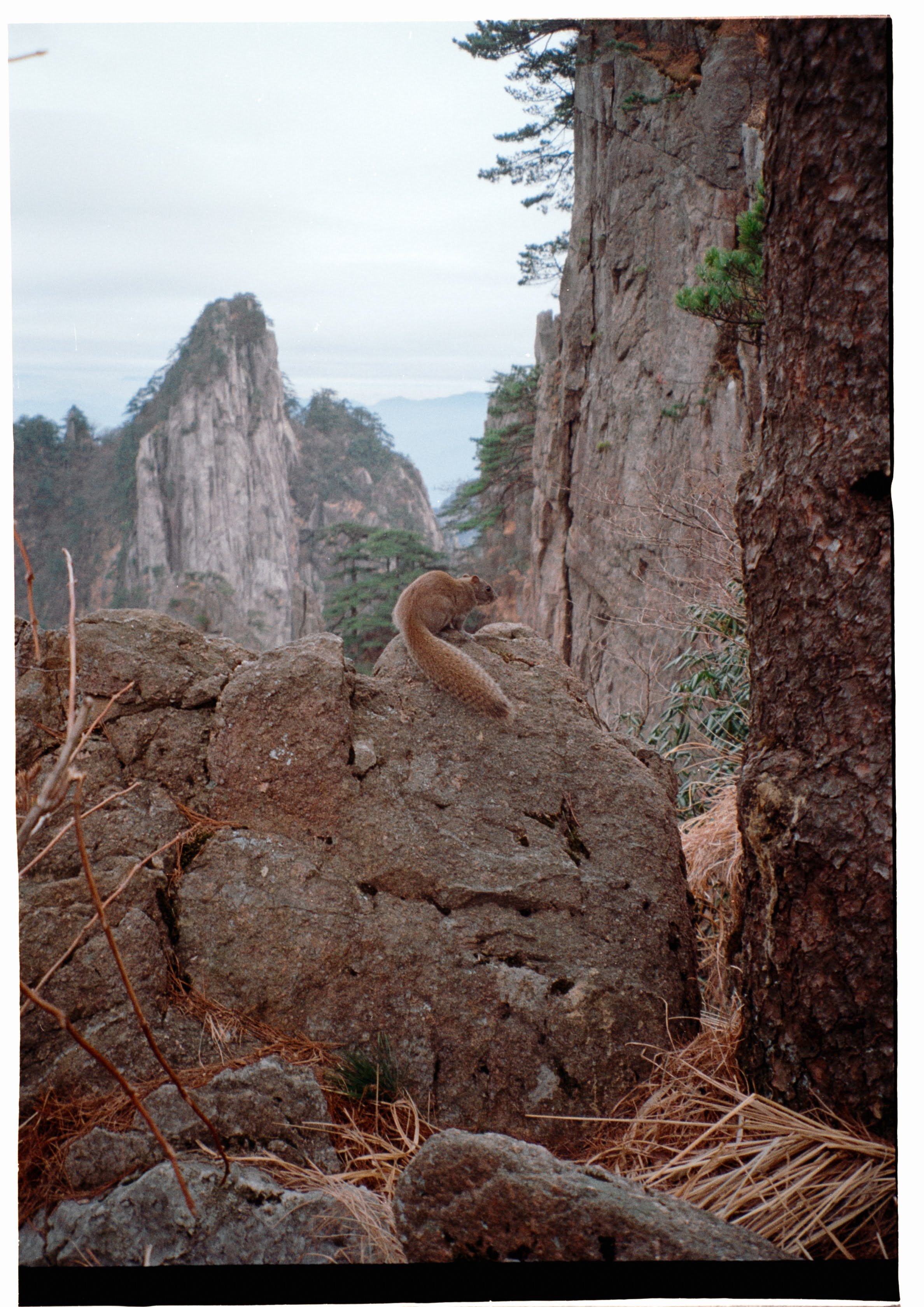 Squirrel at Huangshan