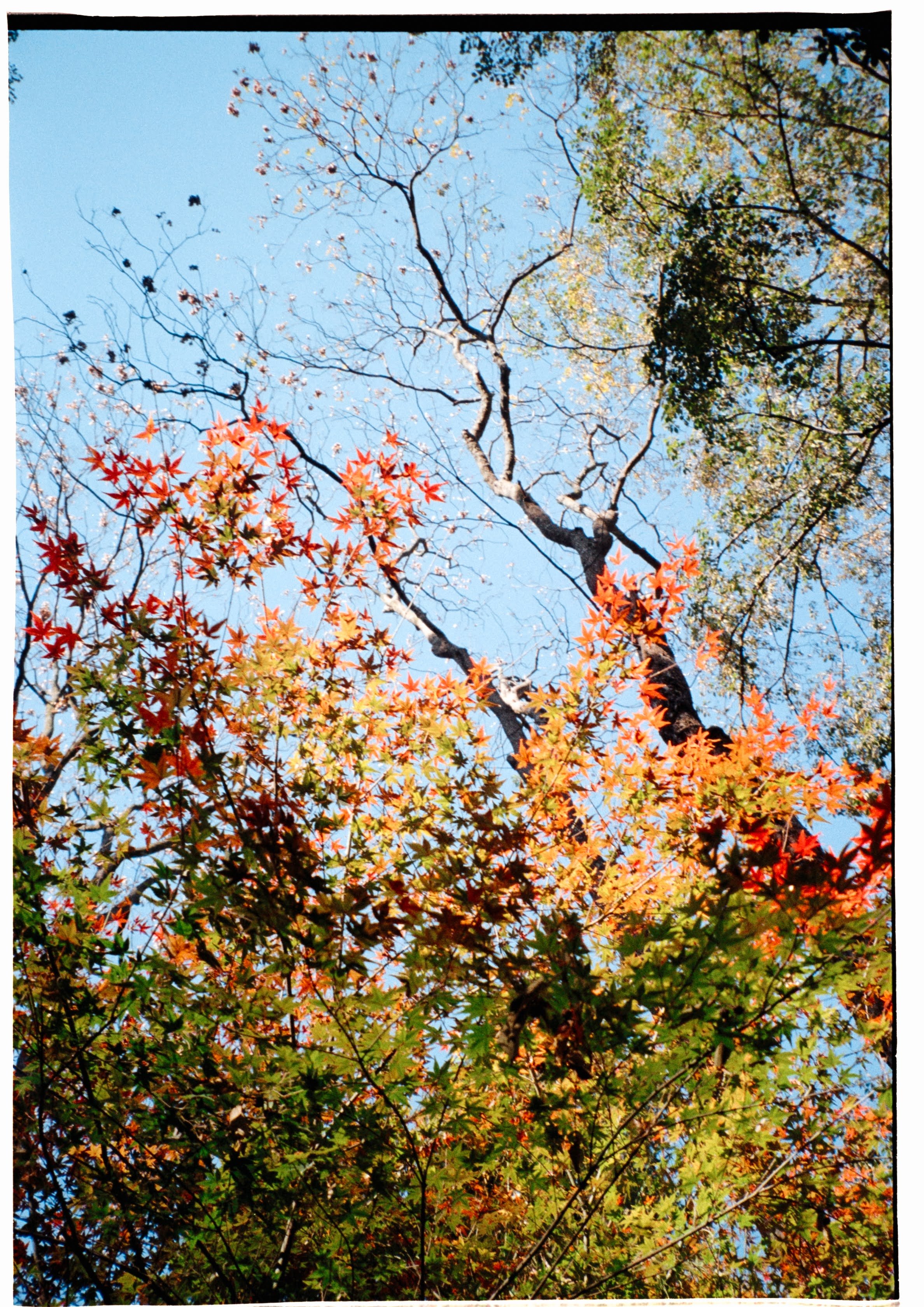Autumn Leaves in Hangzhou