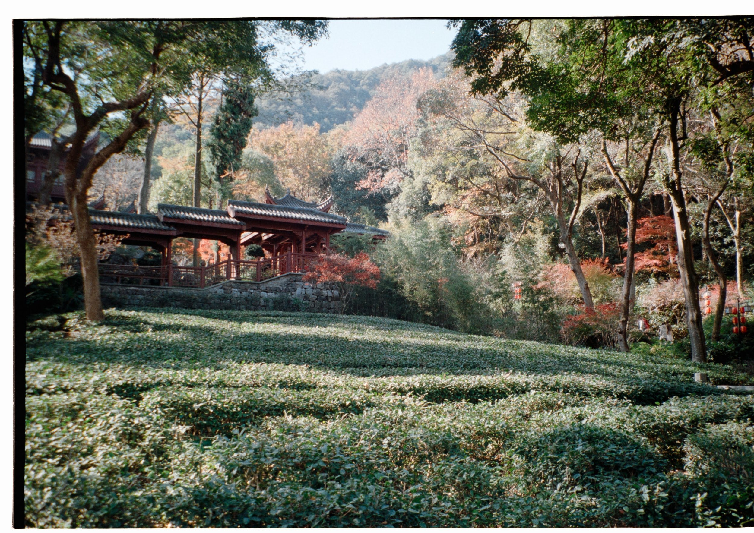 Tea farm in Hangzhou