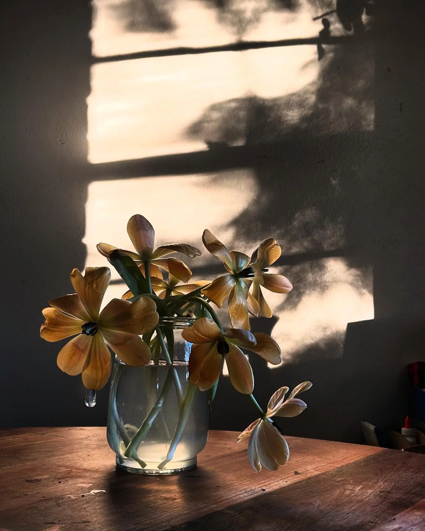 The light in my house knows how to touch things gently. Tulips wide open, holding this moment with tenderness.