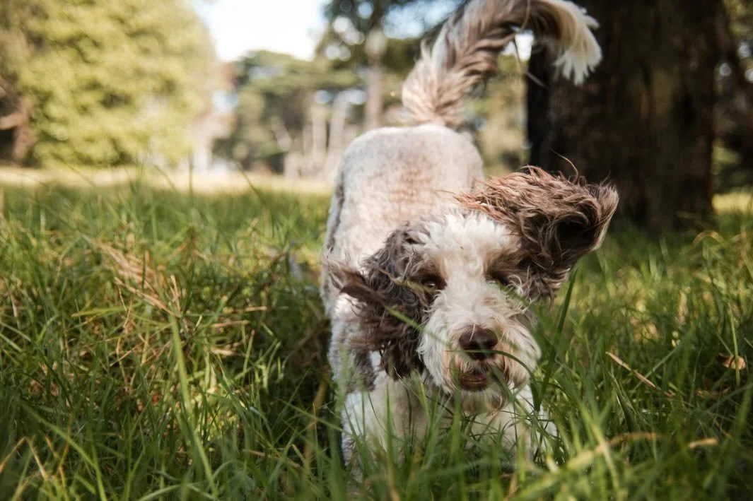 In case you are wondering&hellip;. Yes you can bring your dog(s) to your shoot!  In fact, please do - I love ✨🐕🦮🐩🐕&zwj;🦺✨!!! They are happy to be part of your Familyshoot- because they are your family!!! #familytime #familyshoot #katsnapmelbourn