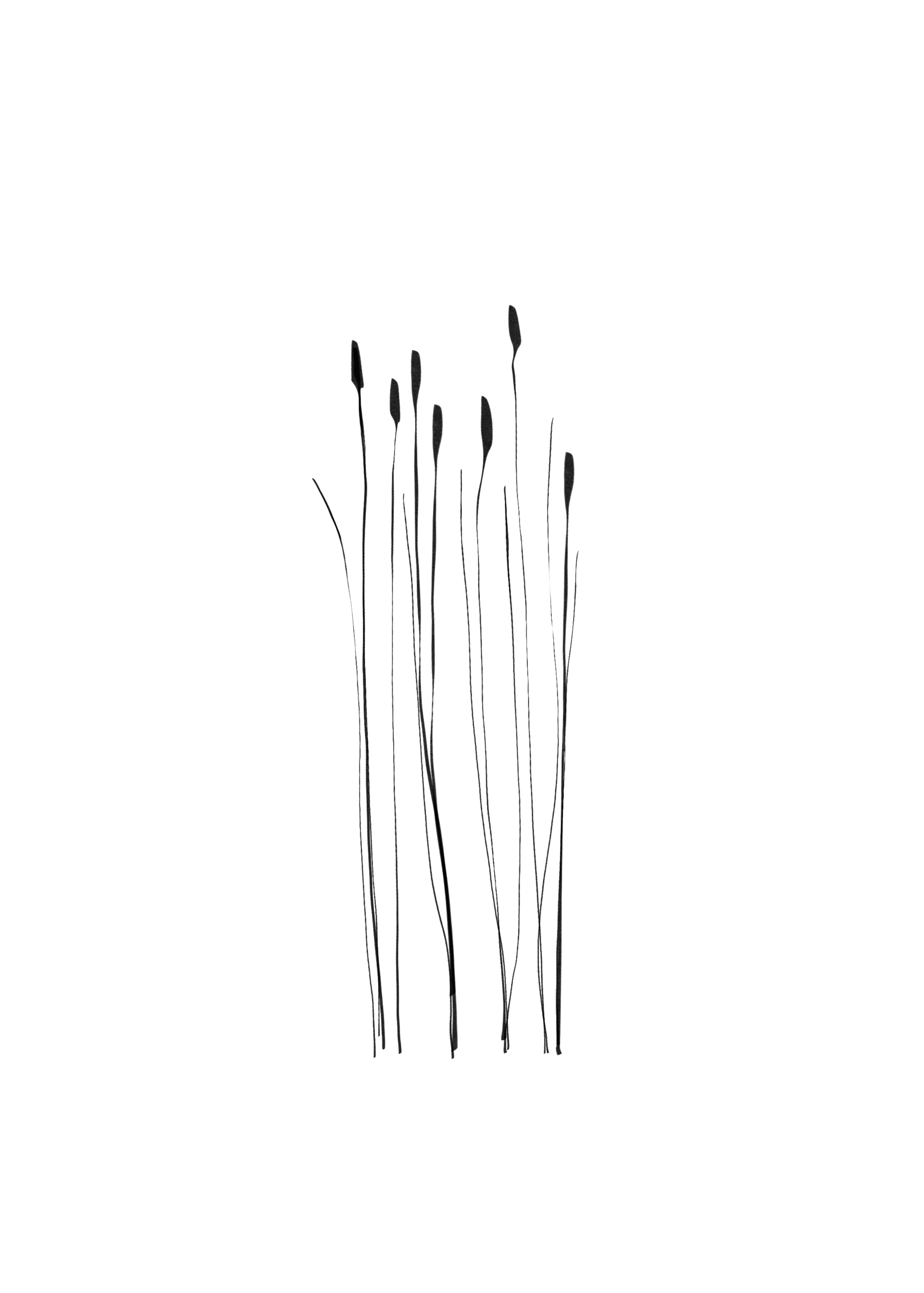 Grass