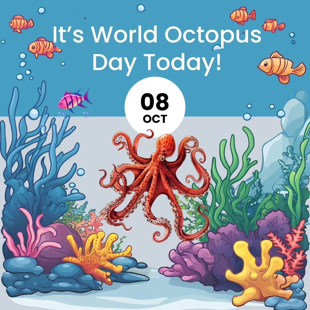 🐙 Today October 8th is World Octopus day where we celebrate their beauty, intelligence and ecological importance. 

🦑 The day also raises awareness about threats to these fascinating marine creatures, from pollution and overfishing to climate chang