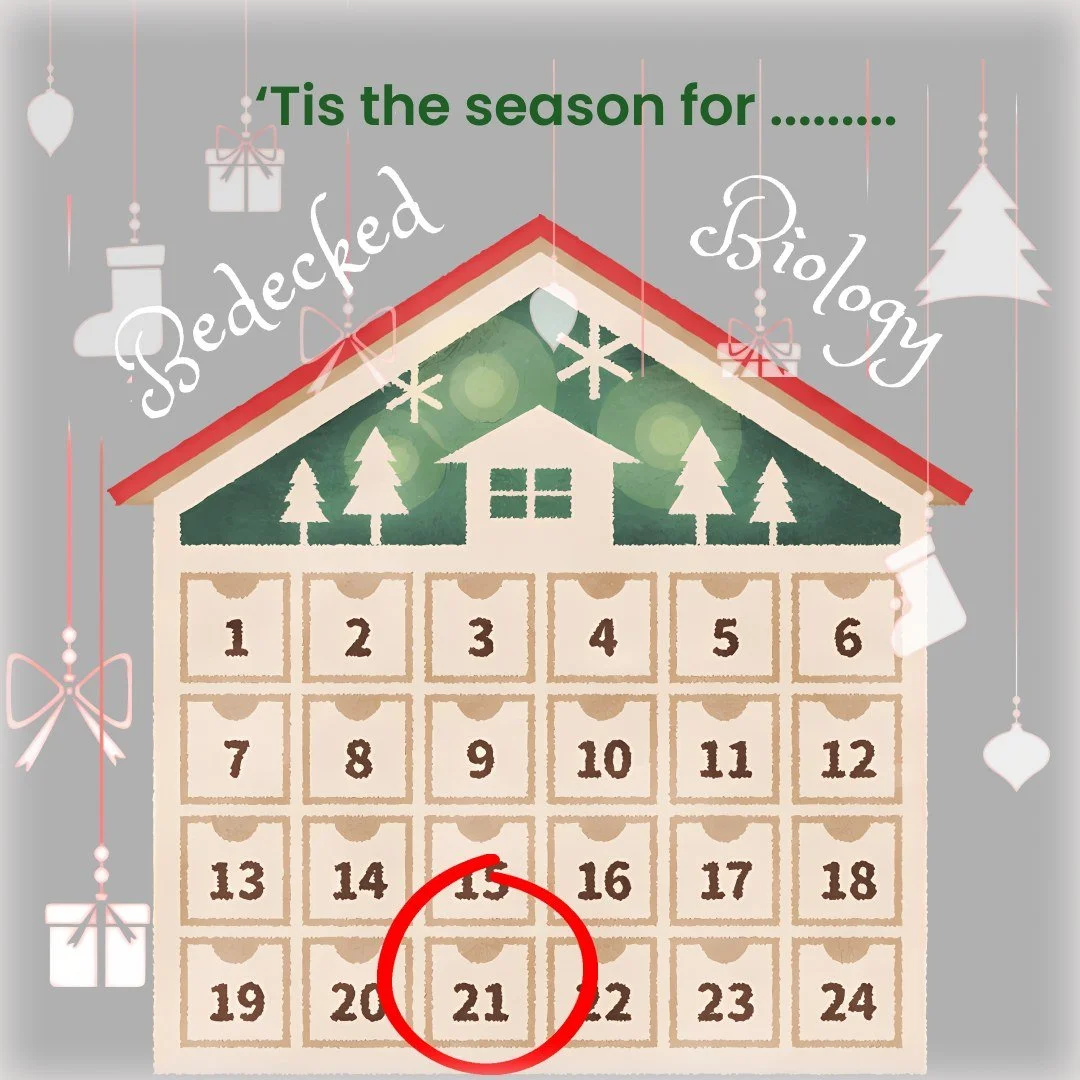 🎄🎄Nothing quite says Christmas more than the smell of a real pine - failing that a plastic tree and a pine scented candle!

🕸️ Did you know? In some countries, like Ukraine, they decorate their trees with spider webs for good luck.🕸️🕸️🕸️

🎄How